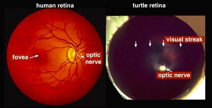 Simple Anatomy of the Retina by Helga Kolb – Webvision
