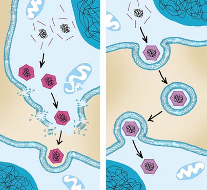 Destroys disease-causing pathogens