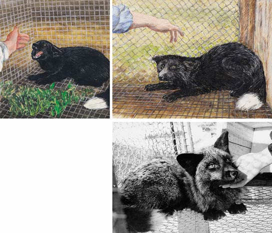 Fox sales breeding experiment