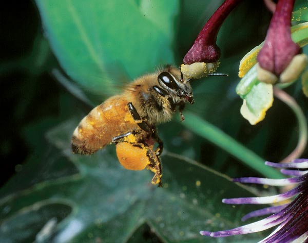 From Society to Genes with the Honey Bee