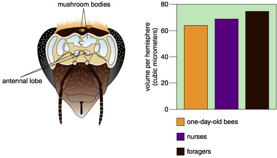 From Society to Genes with the Honey Bee