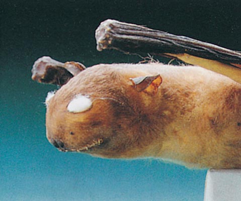 From <em>Vanishing Treasures of the Philippine Rain Forest</em>