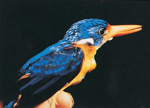 From <em>Vanishing Treasures of the Philippine Rain Forest</em>