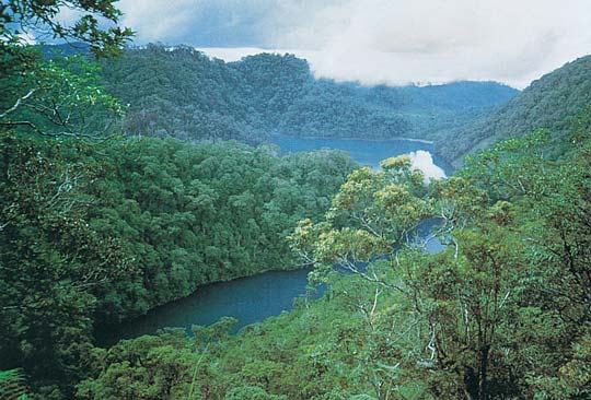 From <em>Vanishing Treasures of the Philippine Rain Forest</em>