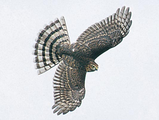 Sharp-shinned hawk