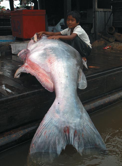 The Imperiled Giants of the Mekong