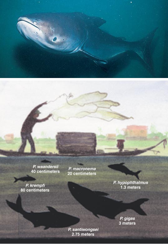 Mekong Giant Catfish Habitat