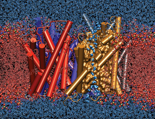 Aquaporin water channel...