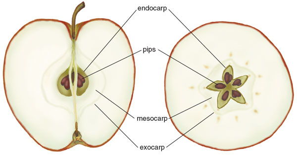 The Mysterious Origin Of The Sweet Apple American Scientist