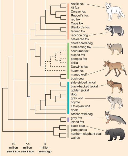 how did dog breeds evolve