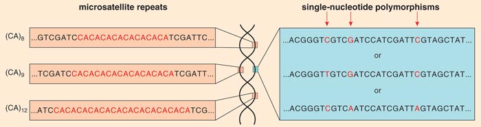 How similar is our DNA to a dog?