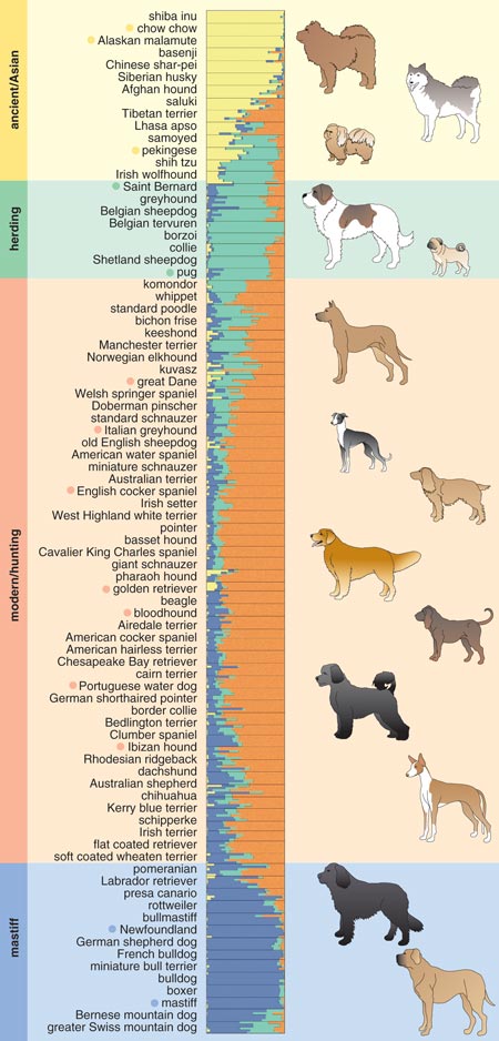 How similar is our DNA to a dog?