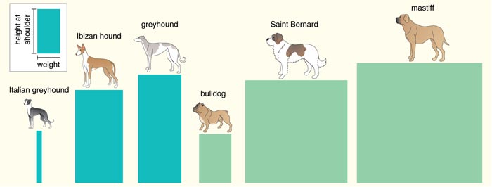 How similar is our DNA to a dog?