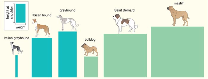 A Size Comparison of Purebred Dogs