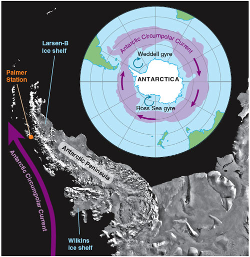 Ecological Responses to Climate Change on the Antarctic Peninsula |  American Scientist