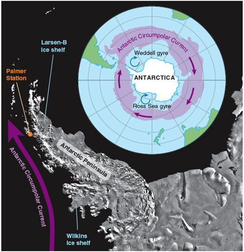 Ecological Responses to Climate Change on the Antarctic Peninsula | American Scientist Ecological Responses to Climate Change on the Antarctic Peninsula | American Scientist