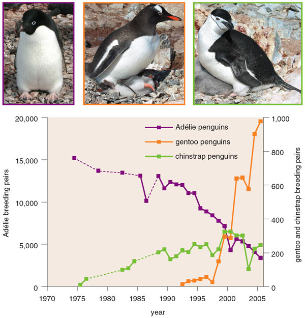 Ecological Responses to Climate Change on the Antarctic Peninsula |  American Scientist