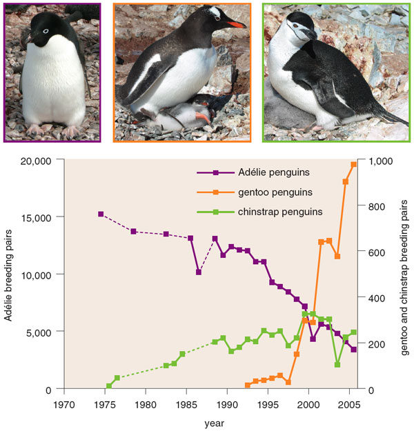 Ecological Responses to Climate Change on the Antarctic Peninsula | American Scientist Ecological Responses to Climate Change on the Antarctic Peninsula | American Scientist