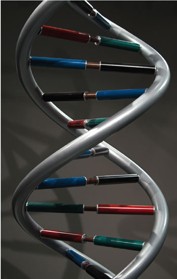 DNA’s double helix is so iconic that it even appears in artwork. The molecule’s structure was elucidated in the 1950s, although DNA was discovered long before. In the late 1860s, a Swiss researcher named Friedrich Miescher stumbled across the molecule and then worked meticulously to isolate it from several types of cells. <strong>GIPhotoStock Z/Alamy</strong>
