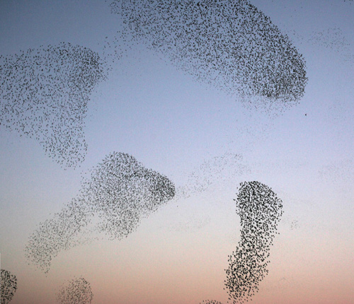 How bird flocks are like liquid helium, Science