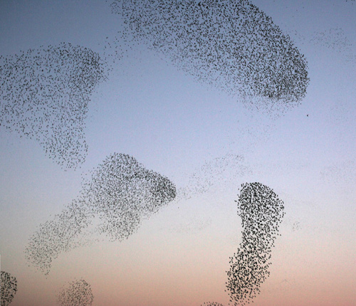 Modelling uncovers how birds flock together