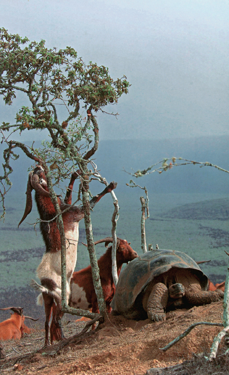 Darwin's Islands | American Scientist