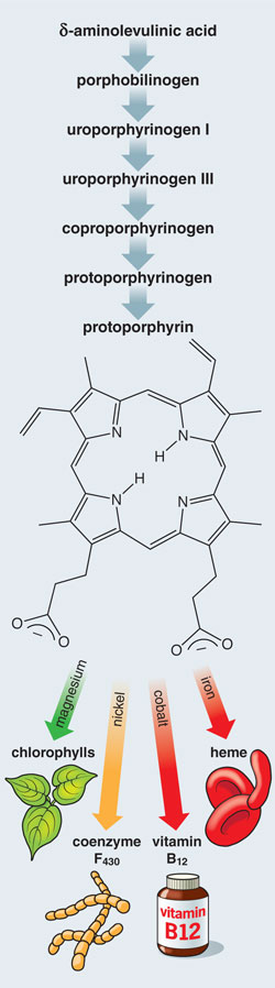 Porphyrin Ring Art for Sale - Pixels