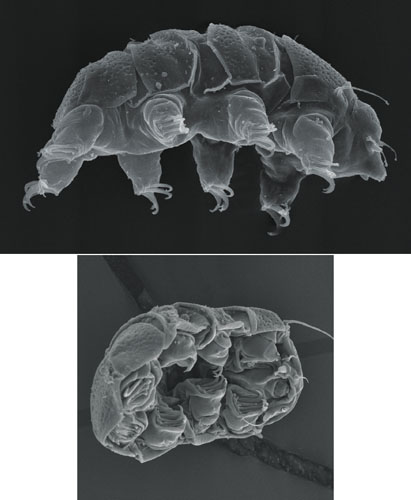research on water bears