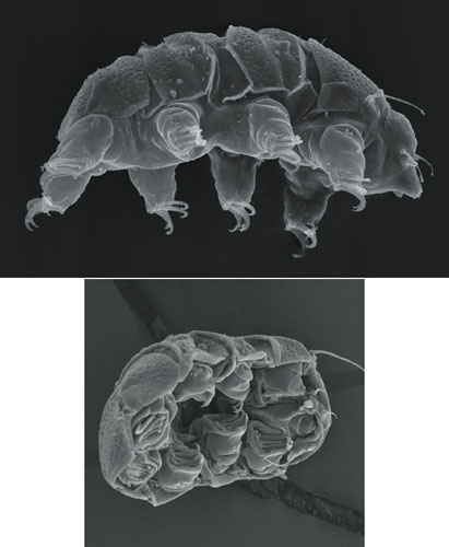 research on water bears research on water bears