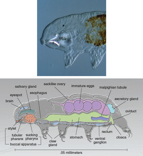 research on water bears research on water bears