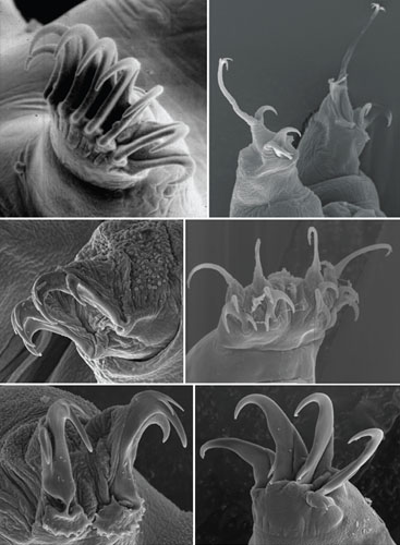 research on water bears research on water bears