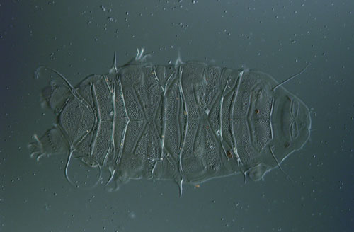 research on water bears research on water bears