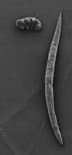 research on water bears research on water bears