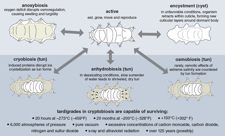 research on water bears research on water bears