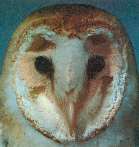 How The Owl Tracks Its Prey American Scientist