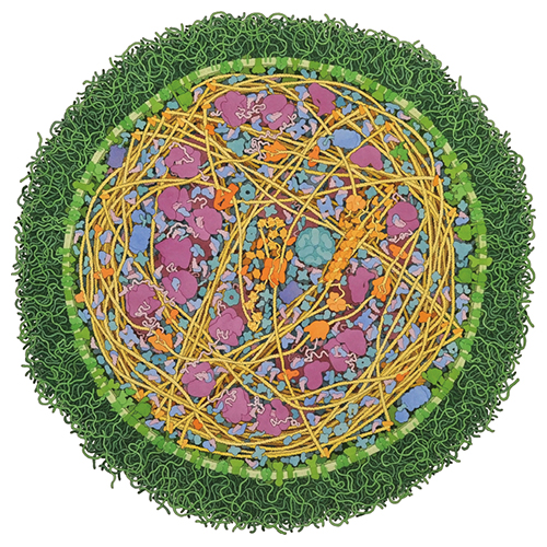 <em>Mycoplasma mycoides</em>, one of the smallest and simplest of free-living organisms, is crammed full of macromolecules and organelles in a watercolor painting by David S. Goodsell of the Scripps Research Institute. The tan, twinelike substance is the DNA of the closed-loop bacterial chromosome. Near the center of the painting is a replication fork, where a DNA polymerase complex (<em>orange</em>) is duplicating the cell’s genome in preparation for eventual cell division. Due north of the replication fork is one of several RNA polymerase molecules (<em>also orange</em>), where the DNA is transcribed into messenger RNA. Magenta structures are ribosomes, which translate messenger RNA into protein. The dense green mane surrounding the cell consists of carbohydrate chains attached to the lipid membrane. The subject of the recent WholeCell computer model is an even smaller mycoplasma, <em>M. genitalium</em>. <strong>David S. Goodsell</strong>