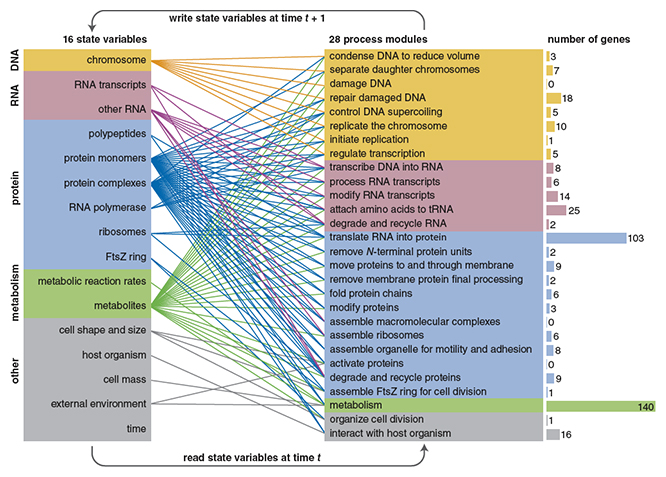 The WholeCell model is organized into 16 state variables and 28 process modules. The state variables keep track of the changing status of various aspects of the organism’s physiology. A few of the variables, such as mass and time, are simple numerical quantities, but most of the variables are more elaborate data structures; for example, each RNA polymerase molecule and each ribosome has its own individual record. The process modules carry out the actual steps of the simulation, including such major activities as replicating the genome, transcribing DNA into RNA and translating RNA into protein. The metabolism module includes the large network of chemical reactions that supply energy and raw materials. Colored lines indicate which state variables communicate with which processes. The bars at far right show the number of genes that contribute to each module. (Not all of the bacterium’s 525 genes are included in this tabulation.) The overall structure of the simulation program is a simple loop: The process modules read the current values of the state variables, calculate what happens during one second of simulated time, and then update the variables. This loop repeats until the life cycle of the bacterium is completed after about nine hours. <strong>Brian Hayes</strong>
