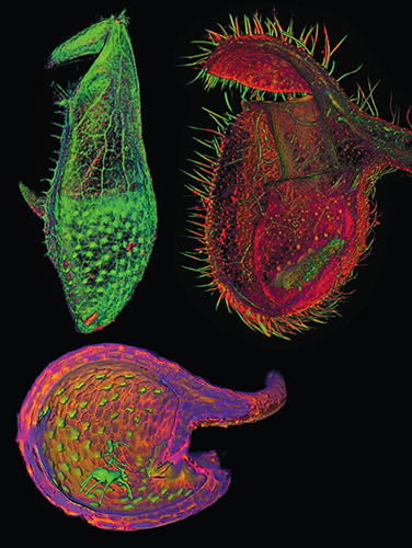 These three carnivorous plants (clockwise from upper left) are <em>Nepenthes singalana</em>, <em>Cephalotus follicularis</em> and <em>Utricularia praelonga</em>. Although each has a cup-shaped leaf trap, the plants evolved independently. Biologists are searching for fundamental development mechanisms that likely played a role. <strong>Optical projection tomography images are courtesy of Karen Lee, Jerome Avondo, Grant Calder, Andrew Bangham and Enrico Coen at the John Innes Centre.</strong>