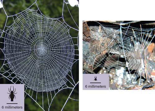 Could Spider Webs Teach Us About Complex Brain Systems?