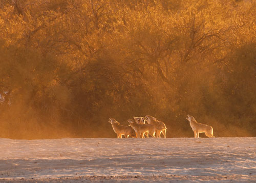 Coyotes (<em>Canis latrans</em>) howl together at dusk in Death Valley, in California’s Mojave Desert. Coyotes are among a number of species that use different types of calls in different social contexts. Coyotes’ calls, which are characterized in a dissertation by Brian Reid Mitchell at the University of California, Berkeley, include a bark, a bark-howl, a howl, a group howl and a group yip-howl. Gordon Illg, whose partner Cathy Illg captured the photograph above, observed the coyotes “running around socializing, kicking up a lot of dust” before they began their vocalizations. <strong>Cathy & Gordon ILLG</strong>