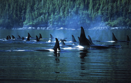 Orca whales (<em>Orcinus orca</em>) form small social groups, called pods, whose members display matched calls. Call matching may aid the whales in collaborative hunting and in finding and staying near to their pod mates. All the pods in a region make up a clan. Individual orcas produce some calls that are shared with clan members, but even more of their vocalizations are matched with pod mates. Thus, the learned vocalizations of orca whales reflect clan affiliation and also membership in a specific pod. <strong>Francois Gohier/Photo Researchers</strong>