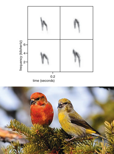 Biologists represent animals’ vocalizations visually with spectrograms, graphs of signal pitch (quantified as frequency) at different time points. The top row of spectrograms shows the calls of two red crossbills of the same call dialect before pair bonding. (Call dialects are call variants that emerge at the population level.) In the bottom row, which shows the same birds’ calls after pairing, the calls are even more similar. The call dialects red crossbills produce are reliably associated with morphological differences and foraging specializations within the species, so any changes to call structure are intriguing. Call dialects could help birds identify companions with the same foraging preferences, and thus crossbills are expected to suffer if they change dialect: If an individual did so, it would associate with companions of the wrong foraging specialization and have reduced access to food. On the other hand, like other birds that forage communally, form long-term pair bonds and cooperate with their mates to rear young, crossbills are expected to benefit from matching calls with mates and family members. These conflicting pressures on vocal matching make crossbills unique: They only form social bonds (and thus only match calls) with members of their same size class and dialect, and they almost never match calls or bond with birds of a different size class or dialect. This conditional call matching generates calls with two levels of variation. Crossbill contact calls contain features that are shared with mates and flock members and reflect investments in current social bonds. At the same time, the birds’ overarching dialect structures, which are exclusive to their size class and foraging specialization, limit communication and social interaction with birds of different size classes. <strong>Photo at bottom by Christine Pentecost. Spectrograms courtesy of the author.</strong>