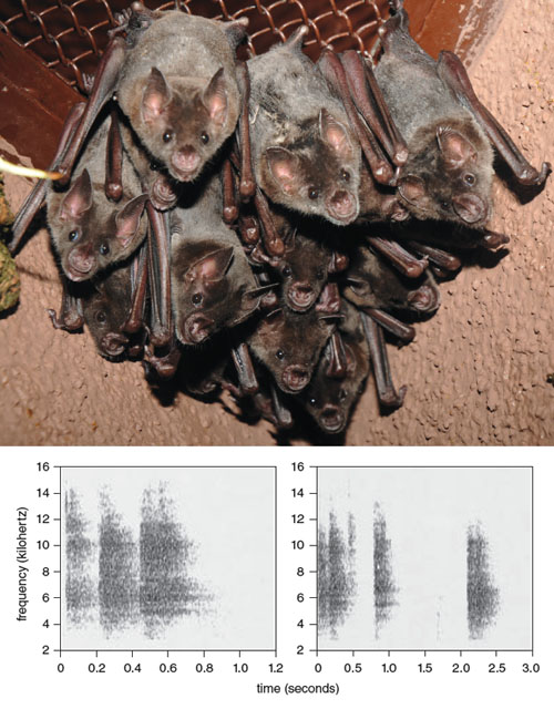 Call matching is important for group cohesion as well as for mated pairs. At top, pale spear-nosed bats (<em>Phyllostomus discolor</em>), roost together at Zoo Olomouc in the Czech Republic. Greater spear-nosed bats (<em>Phyllostomus hastatus</em>), members of the same genus as pale spear-nosed bats and native to South and Central America, form groups known as roosts. Call matching may serve in this species as a password for group membership. Janette Boughman and Gerald Wilkinson of the University of Maryland found that female greater spear-nosed bats use roost-specific calls to help each other locate and defend food. At bottom are spectrograms of representative calls from two different roosts, showing the group-specific variation in the calls.<strong> Photograph by Milan Korínek. Spectrograms from Janette W. Boughman and Gerald S. Wilkinson, 1998. Reprinted with permission from Elsevier.</strong>
