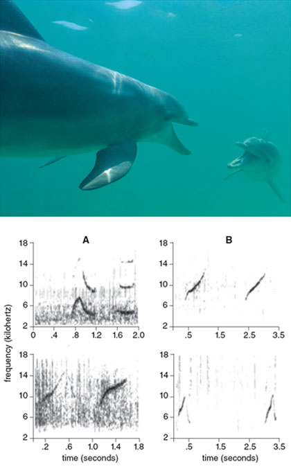 Bottlenose dolphins (<em>Tursiops</em> species) communicate using calls that sound like whistles to human ears but are made in a similar fashion to other mammals’ vocalizations. Male dolphins form groups, called alliances, and change their calls to match those of alliance members. Shown at bottom are spectrograms from two dolphins producing matched whistles, which often indicate social alliance (<em>column B</em>), and from two dolphins that are producing distinctive signature whistles, which are not matched (<em>column A</em>). <strong>Photo at top by Rene Frederick. (Spectrograms from Vincent M. Janik, 2000. Reprinted with permission from AAAS.</strong>