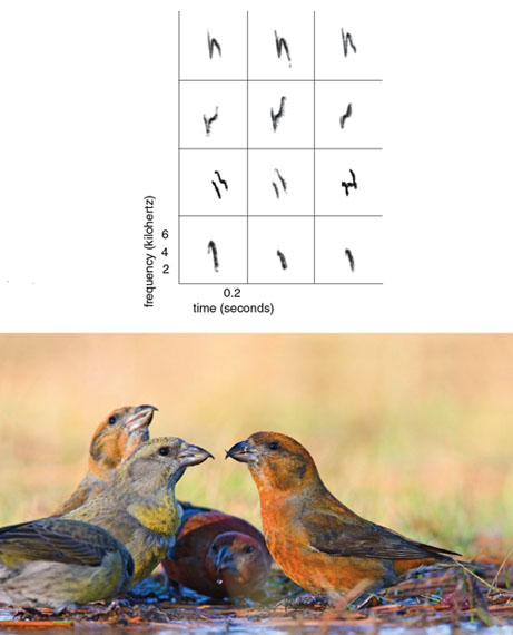 Red crossbills, shown bathing in a thawed puddle in Connecticut, have adapted into different size classes, each of which feeds on a different species of conifer. The rows in the chart at left contain spectrograms of four different red crossbill call dialects. Call dialects are rare among animal species. In red crossbills, each dialect is produced by birds of a different size class, and the calls in each row were produced by three different birds of the given size class. Although acoustic structure varies slightly among individuals of the same dialect, categorical differences permit discrimination (by human ears and, presumably, by the birds) of the distinct dialect types.<strong> Photo at bottom by Ardea/Jim Zipp/Animals Animals Spectrograms courtesy of the author.</strong>