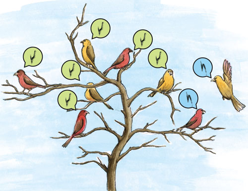 Red crossbills use contact calls to locate members of their group and find food sources. Crossbills of different ecomorphs, which are distinguished by differing size and the ability to feed best on different conifer species, often forage in the same regions. Call dialects differ across echomorphs, so birds of one echomorphs (<em>blue balloons</em>) can locate each other among members of another echomorph (<em>green balloons</em>) by their calls.<strong> Illustration by Barbara Aulicino.</strong>
