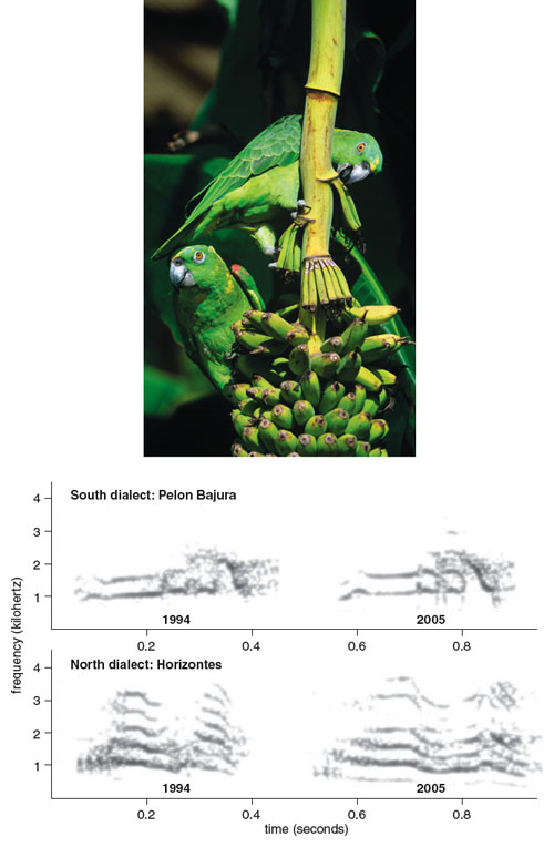 Yellow-naped Amazon parrots (<em>Amazona auropalliata</em>), like red crossbills and some whale species, display call dialects. In the case of the parrots, these dialects are determined by geographical region. For instance, parrots in Horizontes and Hacienda el Pelon de la Bajura, Costa Rica, display significantly different call dialects. Biologists infer that when a parrot moves from one location to another, it learns both the call dialect of its new population and the matched calls of its new roost. <strong>Photo at top by Juergen & Christine Sohns/Animals Animals Spectrograms from Timothy F. Wright et al, 2008. Reprinted with permission from Elsevier.</strong>