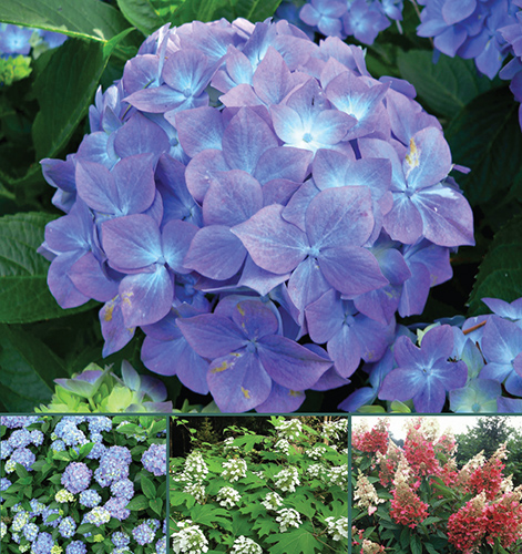 Image of Group of hydrangeas in different colors