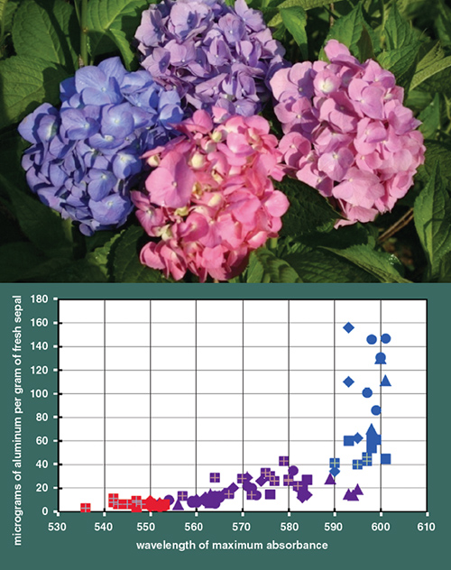 Curious Chemistry Guides Hydrangea Colors | American Scientist