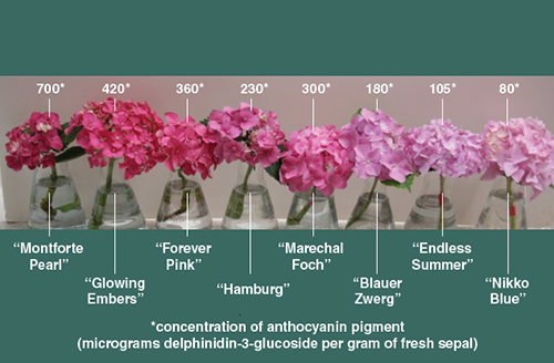 Curious Chemistry Guides Hydrangea Colors American Scientist